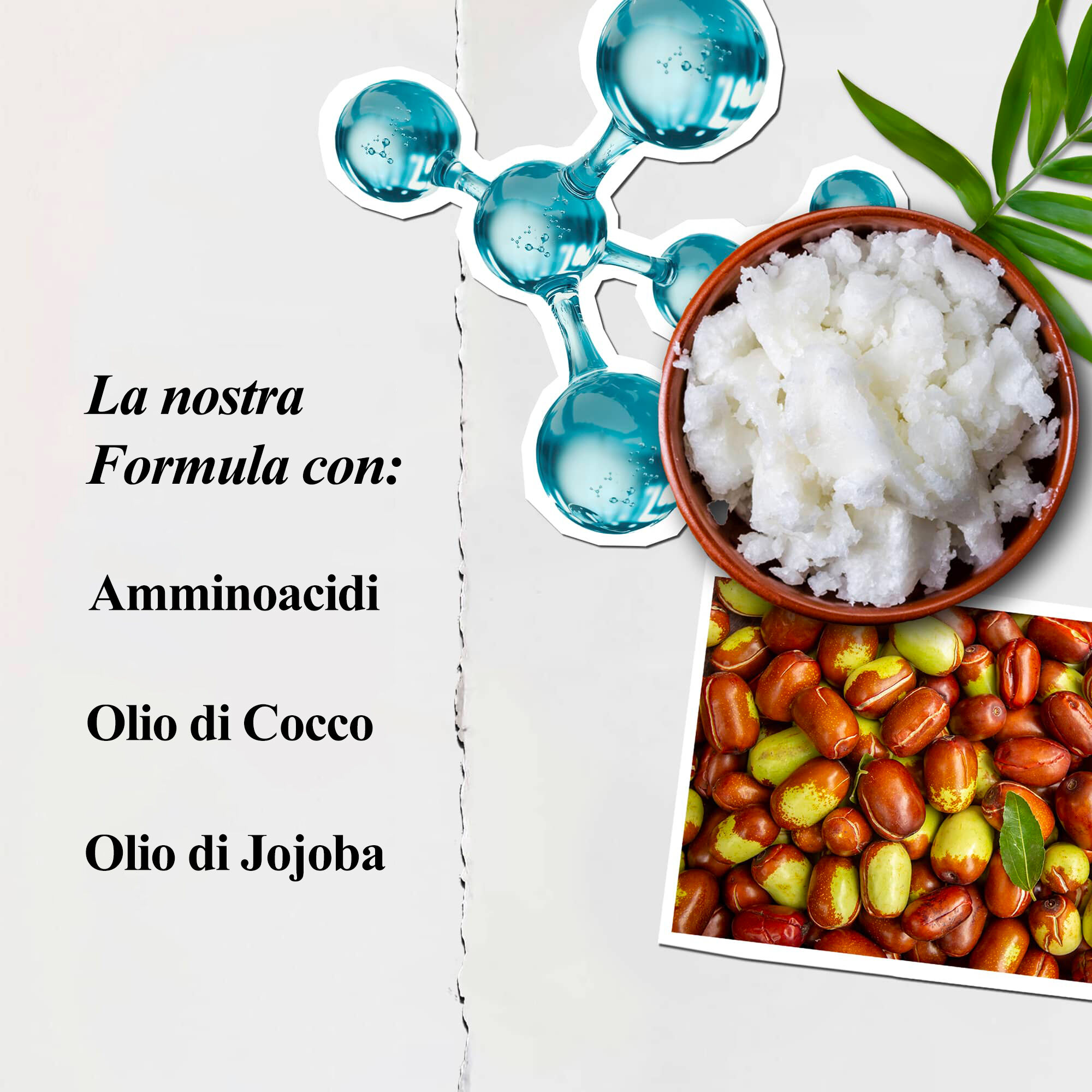 Illustrazione degli ingredienti del balsamo per amminoacidi Kiehl's - Amminoacidi, Olio di Cocco, Olio di Jojoba