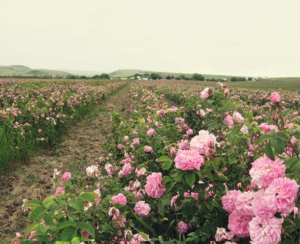 Ingredienti petali di rosa