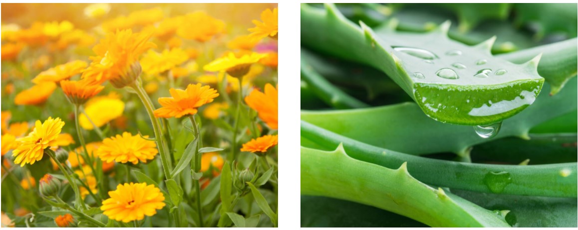 Ingredienti Calendula Petal-Infused Calming Mask